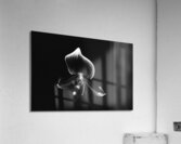 Black  White Floral Series 9 Acrylic Print