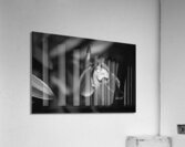 Black  White Floral Series 6 Impression acrylique