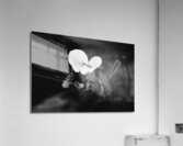 Black  White Floral Series 10 Acrylic Print