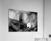 Black  White Floral Series 13 Acrylic Print