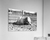 Magnificent Horse Pose 3 Impression acrylique