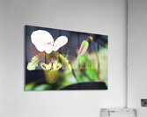 Green Orchid Acrylic Print