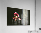 Red Orchid 2 Acrylic Print