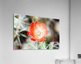 Red Cacti 2 Acrylic Print