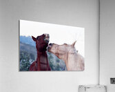 Horse Sparring 2 Impression acrylique