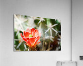 Red Cacti 3 Acrylic Print