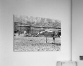 Horse Stretch Acrylic Print