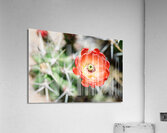 Red Cacti 5 Acrylic Print