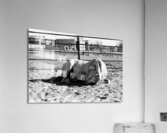 Magnificent Horse Pose 2 Acrylic Print