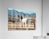 Horse and Mountains Acrylic Print
