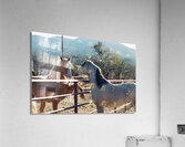 Horses connecting Acrylic Print