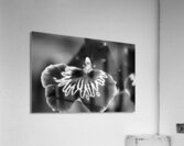 Black and White Orchid Series 21 Acrylic Print