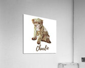 Charlie the Morkie Acrylic Print