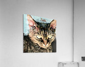 Tobi Love Acrylic Print