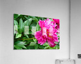 PInk Peony Acrylic Print
