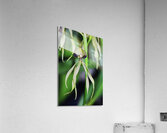 Dancing Orchid Acrylic Print