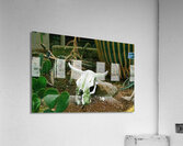 If Skeltons Could Talk Acrylic Print