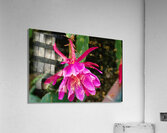 Fuschia Peony Burst Acrylic Print