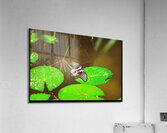 Butterfly Soars Acrylic Print