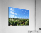 Tuscany Vineyards Cabernet Franc Acrylic Print