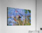 Butterfly Hanging Out Acrylic Print