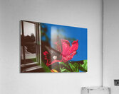 Black Butterfly Merge With The Red Flower Acrylic Print
