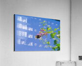 Black butterfly flower love Acrylic Print