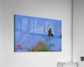 Black butterfly flower love Acrylic Print