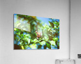 Monarch butterfly Acrylic Print