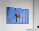 Butterfly and flower love Acrylic Print