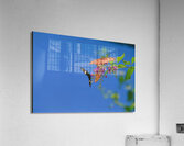 Butterflies at play Acrylic Print