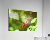 Orange butterfly having a drink Acrylic Print