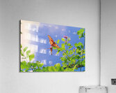 Orange butterflies playing Acrylic Print