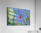 Orange Butterfly Having A Rest Acrylic Print