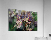 Striped Orchids Acrylic Print