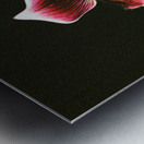 Red Orchid 2 Metal print