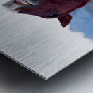 Horse Sparring 2 Impression metal