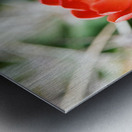 Red Cacti 3 Metal print