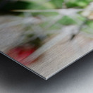 Red Cacti 5 Metal print