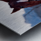 Horses Sparring Metal print