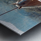 Horses connecting Metal print