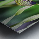 Dancing Orchid Metal print