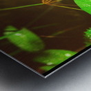 Butterfly Soars Metal print