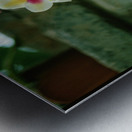 Twin Pansie Flowers Metal print