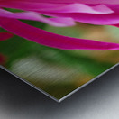 Fuschia Peony Flowering Metal print