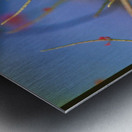 Butterfly Hanging Out Metal print