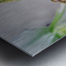 Green Striped Orchid Metal print