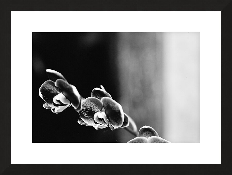 Black  White Floral Series 12 Picture Frame print