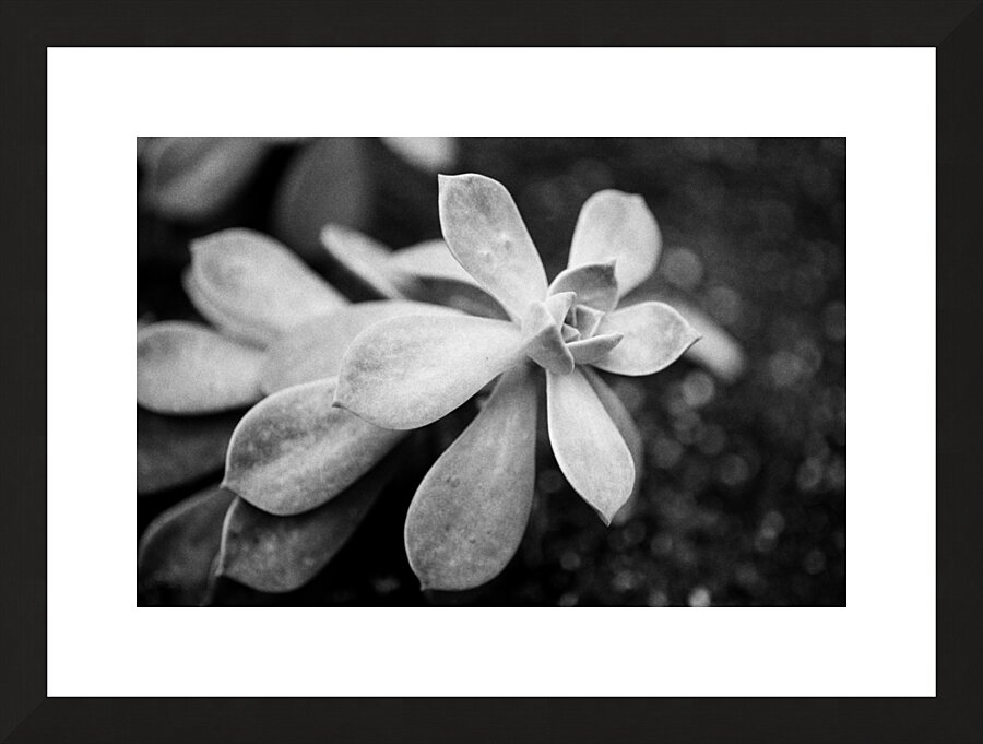 Black  White Floral Series1 Picture Frame print