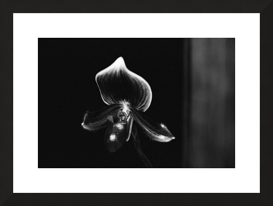 Black  White Floral Series 9 Picture Frame print